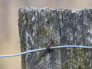 Barbed wire fence