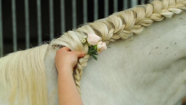 Preparing the entangled mane of a white horse and knitting flowers before the wedding ceremony.