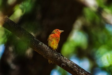 Colorful Bird 