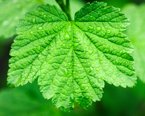 Fototapeta na wymiar Leaves of currant with raindrops. Rain drops on fresh green leaves of currant