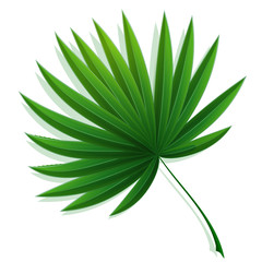 Fan-shaped leaf of a tropical palm tree. Vector illustration on white background.
