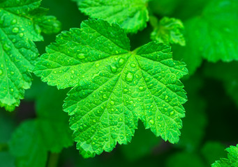 .leaf from currant in raindrops