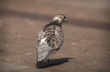 Pigeon with unique markings sunbathing on a concrete sidewalk in the city
