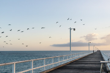 Fototapeta na wymiar Birds flying over seaside pier