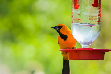 Thirsty Bird