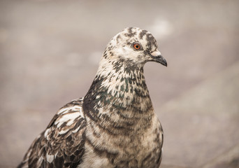 Close-up portrait of a pigeon with beautiful, unique colors and markings