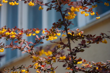 Beautiful barberry shrub with dark maroon leaves bloomed bright orange yellow