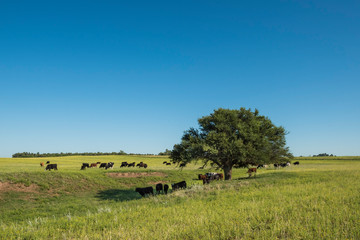 Fototapeta na wymiar Cows in Pampas landscape, Argentine meat production