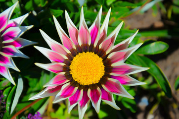 Gazania linearis with pink and white leaves and yellow center closeup. Gazania, known also as treasure flower, is native to southern Africa. The species typically grows on grassy and rocky hillsides