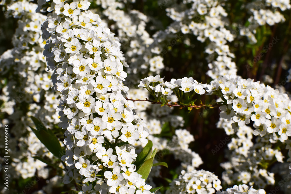 Wall mural white blooming garden in spring.