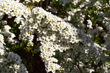 White blooming garden in spring.