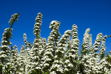 Flowering shrubs against the blue sky. White blooming garden in spring.