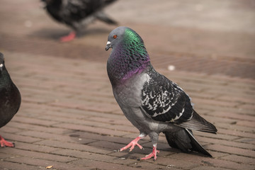 Male pigeon strutting and displaying for a female in the city
