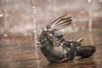 Pigeon bathing in a fountain on a city shopping square sidewalk