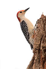 Female Red-bellied Woodpecker (Melanerpes carolinus) clinging to a tree stump.