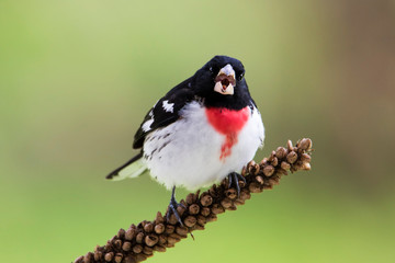 Male Rose-breasted Grosbeak (Pheucticus ludovicianus) perched on a thistle stalk.