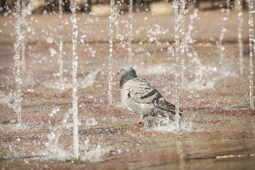 Pigeon bathing in a fountain on a city shopping square sidewalk