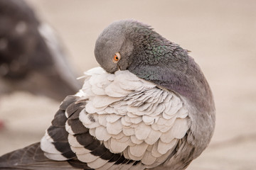 Close-up portrait of a pigeon preening its feathers in the city