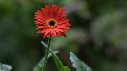 Close up of Blood Orange  Gerber Daisy (Gerbera jamesonii) with Green folliage and on a blurred background.