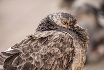 Close-up portrait of a pigeon with beautiful, unique colors and markings