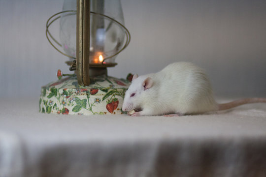 The concept is warm. White mouse on the table. White rat.
