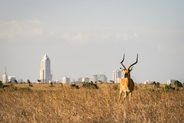 Grants Gazelle in Nairobi national park, Nairobi skyscrapers in the background - obrazy, fototapety, plakaty
