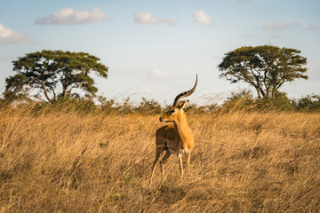 Impala gazelle in nairobi national park, acacia trees in background