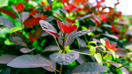 Rote au&szlig;ergew&ouml;hnliche Pflanze sch&ouml;n rot dunkelgr&uuml;n kontrastreich