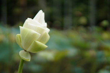 White Rose