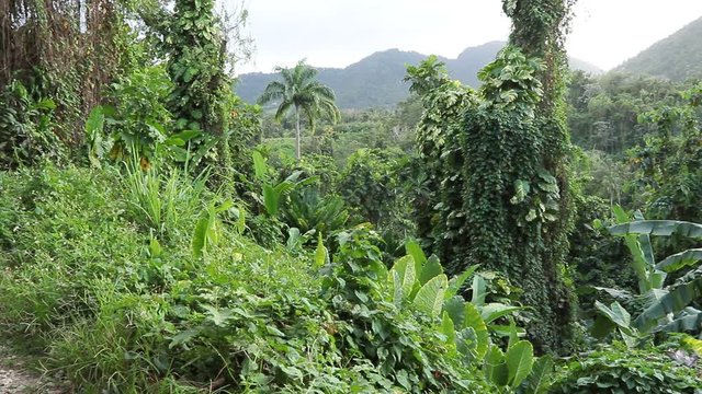 Cocotiers palmiers bananiers en Guadeloups.