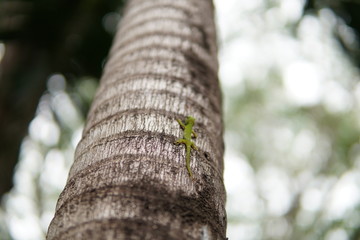 Gecko on a tree