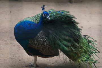 Peacock