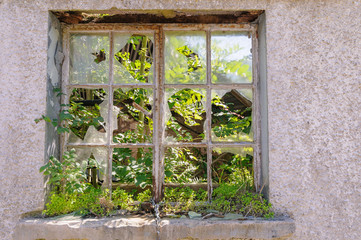 Window of a derelict farmhouse with broken glass, and plants growing behind