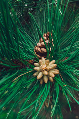 Close-up on young buds of pine cones. Colored for green bottled.