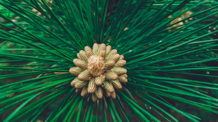 Naklejka na ściany i meble Close-up on young buds of pine cones. Colored for green bottled.