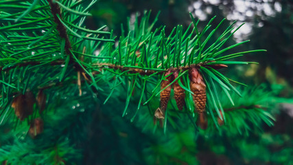 Close-up on young buds of pine cones. Colored for green bottled.