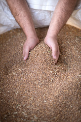 mani che toccano il grano