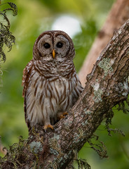 Fototapeta premium Barred Owl in Florida 