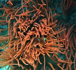 Red Clown Fish
