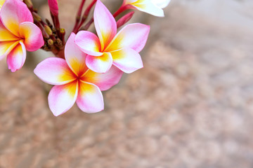 Fototapeta na wymiar Plumaria, Frungipani flower in the garden. Pagoda tree or Temple tree. Selective focus