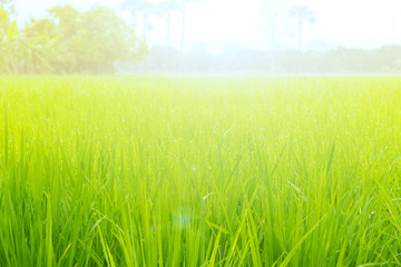 Fototapeta na wymiar Green rice field with water drop and natural sunlight in the morning. Countryside of Thailand. Selective focus.