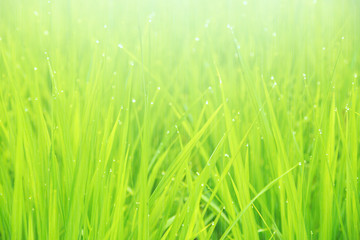 Green rice field with water drop and natural sunlight in the morning. Countryside of Thailand. Selective focus.