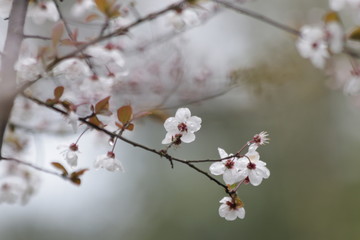 Close up White Cherry Blossom, a symbol of  renewal, vitality, and beauty