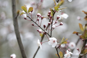 Close up White Cherry Blossom, a symbol of  renewal, vitality, and beauty