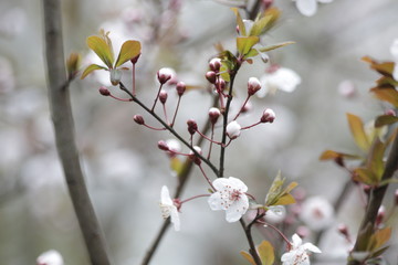 Close up White Cherry Blossom, a symbol of  renewal, vitality, and beauty