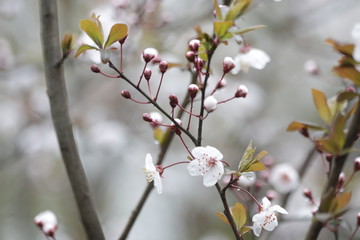 Fototapeta premium Close up White Cherry Blossom, a symbol of renewal, vitality, and beauty