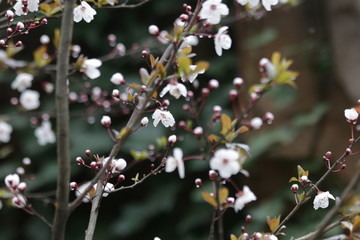 Close up White Cherry Blossom, a symbol of  renewal, vitality, and beauty