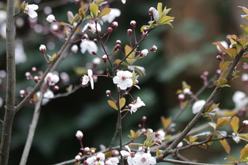 Close up White Cherry Blossom, a symbol of  renewal, vitality, and beauty
