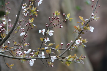 Close up White Cherry Blossom, a symbol of  renewal, vitality, and beauty
