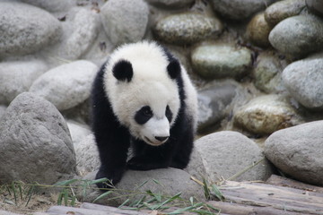Little Panda Cub is Exploring the Playground, Chengdu, China
